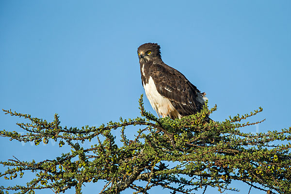 Schwarzbrustschlangenadler (Circaetus pectoralis)