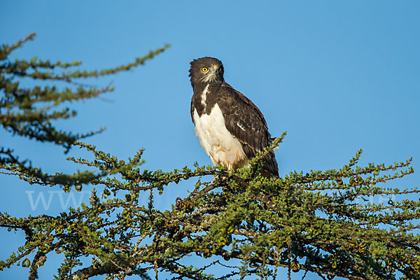 Schwarzbrustschlangenadler (Circaetus pectoralis)