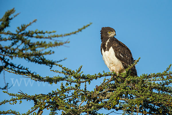 Schwarzbrustschlangenadler (Circaetus pectoralis)