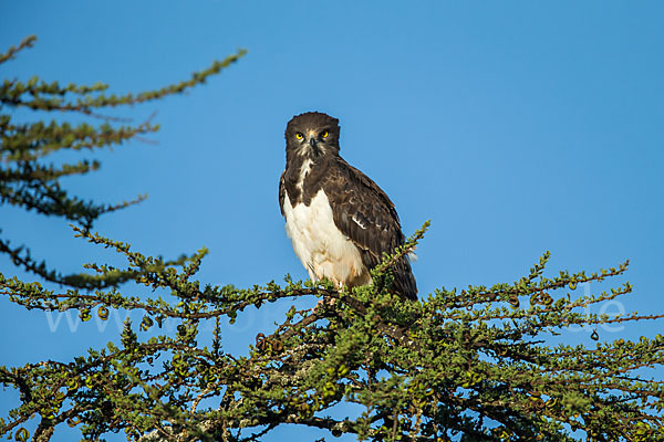 Schwarzbrustschlangenadler (Circaetus pectoralis)