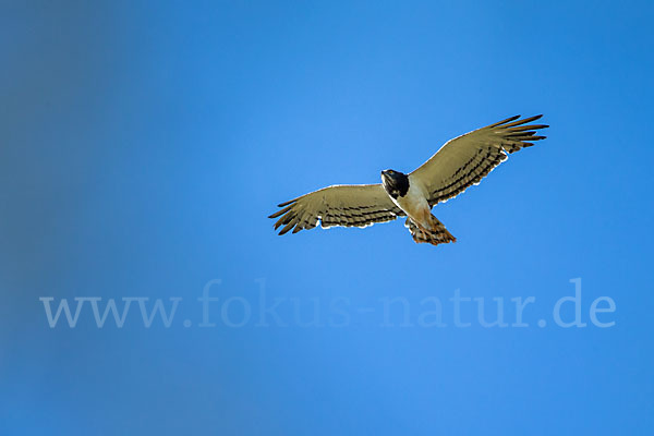 Schwarzbrustschlangenadler (Circaetus pectoralis)