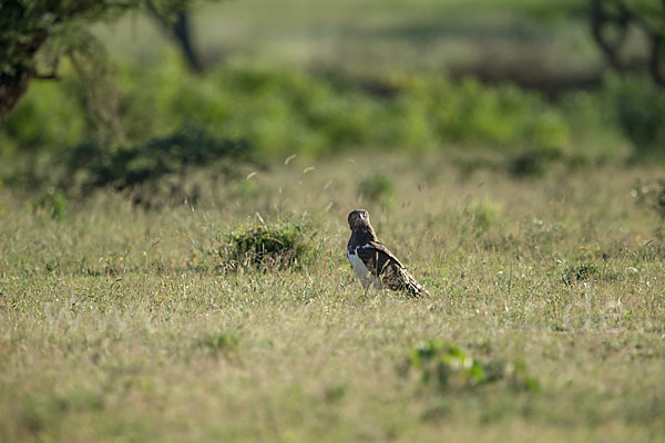 Schwarzbrustschlangenadler (Circaetus pectoralis)