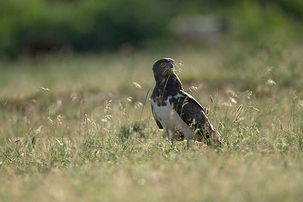 Schwarzbrustschlangenadler (Circaetus pectoralis)