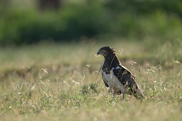 Schwarzbrustschlangenadler (Circaetus pectoralis)