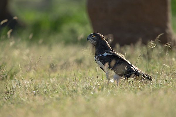 Schwarzbrustschlangenadler (Circaetus pectoralis)