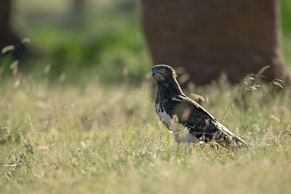 Schwarzbrustschlangenadler (Circaetus pectoralis)