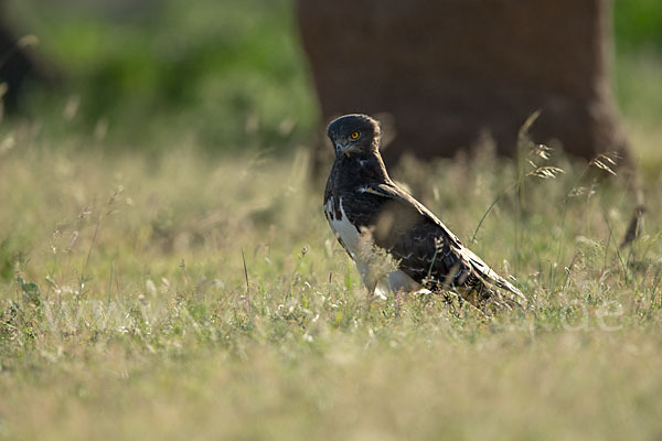 Schwarzbrustschlangenadler (Circaetus pectoralis)