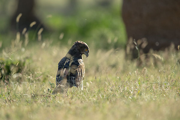 Schwarzbrustschlangenadler (Circaetus pectoralis)