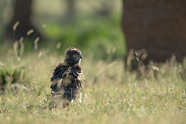 Schwarzbrustschlangenadler (Circaetus pectoralis)