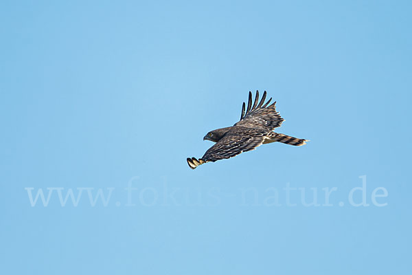 Schwarzbrustschlangenadler (Circaetus pectoralis)