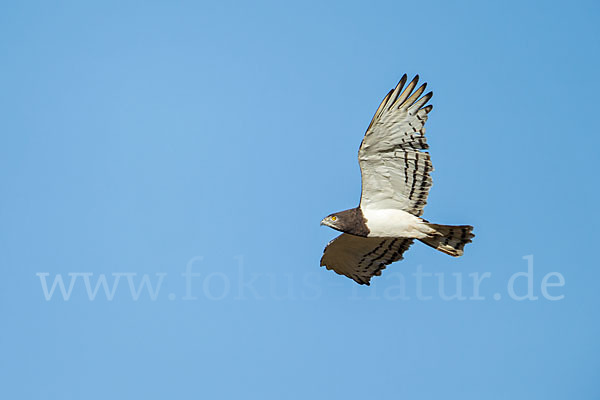 Schwarzbrustschlangenadler (Circaetus pectoralis)