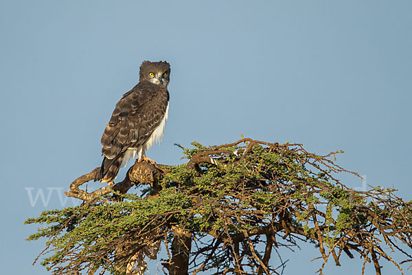 Schwarzbrustschlangenadler (Circaetus pectoralis)