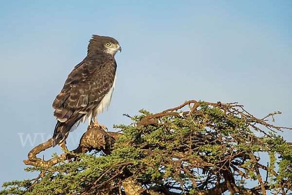 Schwarzbrustschlangenadler (Circaetus pectoralis)