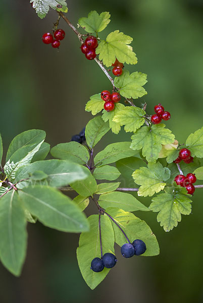 Schwarze Heckenkirsche (Lonicera nigra)