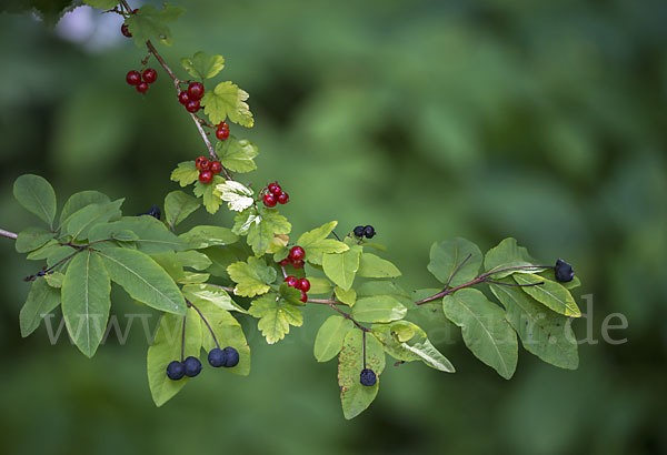 Schwarze Heckenkirsche (Lonicera nigra)