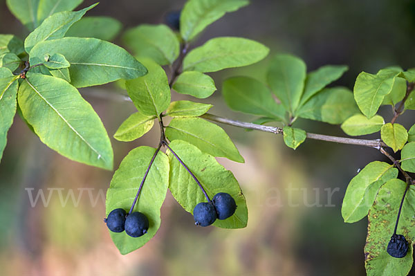 Schwarze Heckenkirsche (Lonicera nigra)