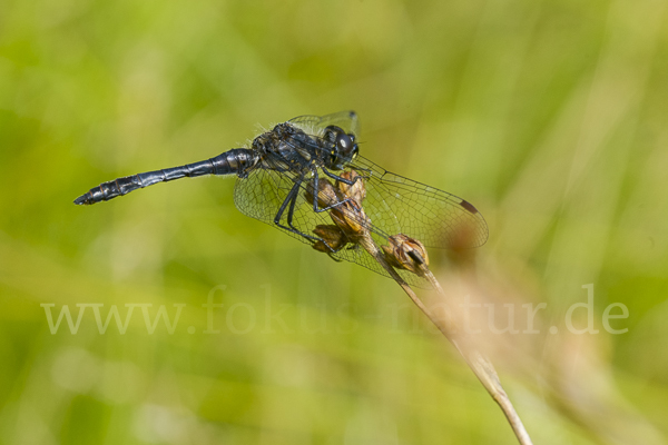 Schwarze Heidelibelle (Sympetrum danae)