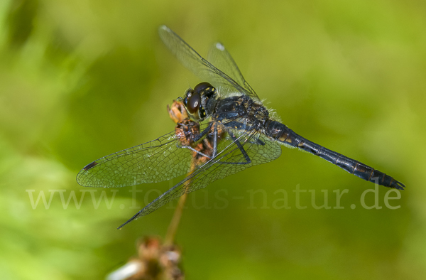 Schwarze Heidelibelle (Sympetrum danae)