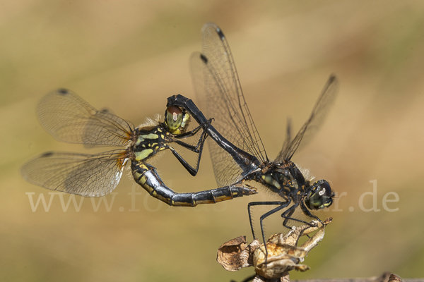 Schwarze Heidelibelle (Sympetrum danae)