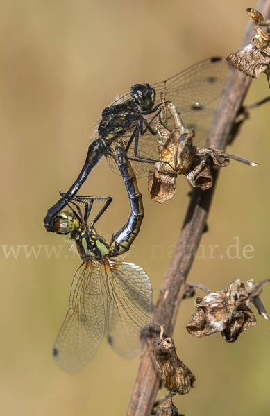 Schwarze Heidelibelle (Sympetrum danae)