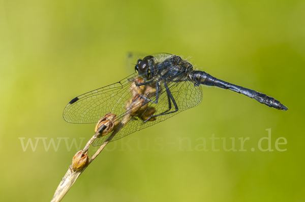 Schwarze Heidelibelle (Sympetrum danae)