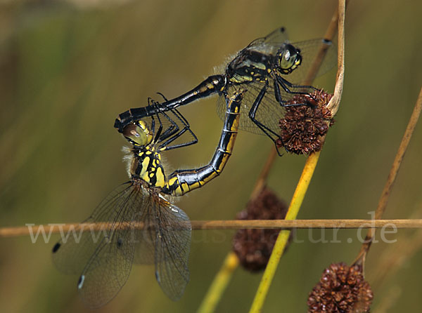 Schwarze Heidelibelle (Sympetrum danae)