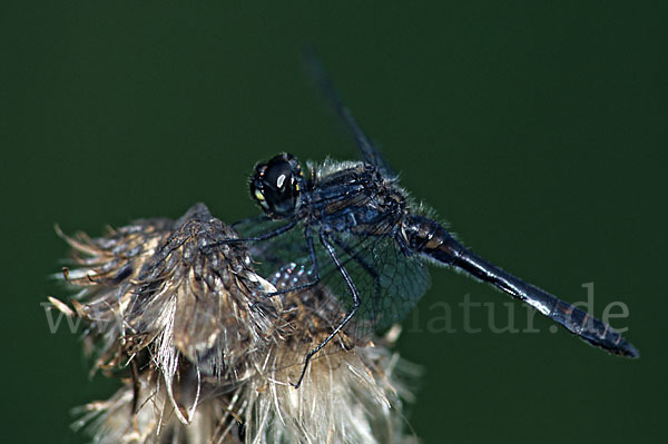 Schwarze Heidelibelle (Sympetrum danae)