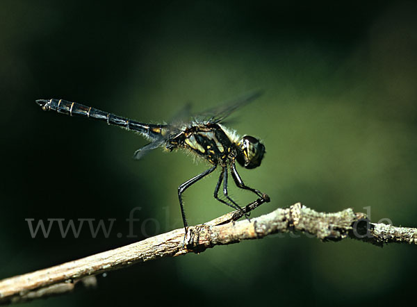 Schwarze Heidelibelle (Sympetrum danae)