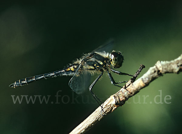 Schwarze Heidelibelle (Sympetrum danae)
