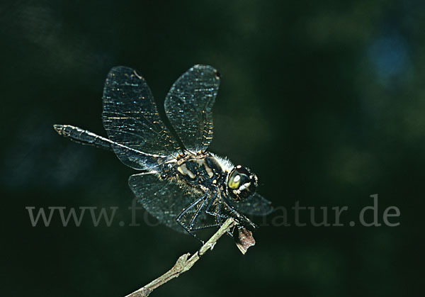 Schwarze Heidelibelle (Sympetrum danae)