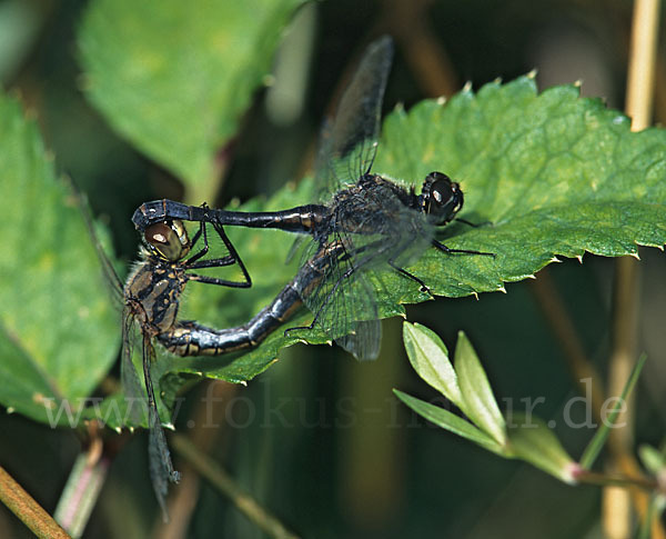 Schwarze Heidelibelle (Sympetrum danae)