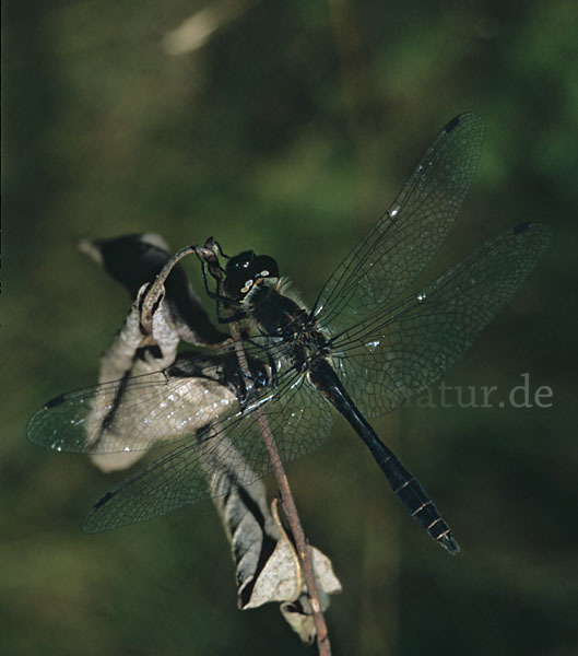 Schwarze Heidelibelle (Sympetrum danae)