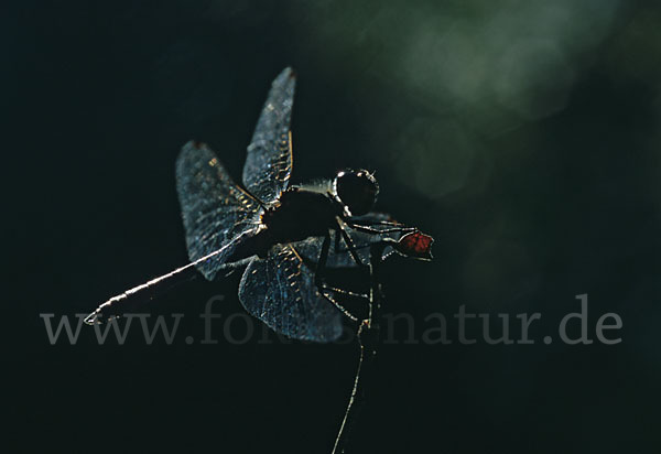 Schwarze Heidelibelle (Sympetrum danae)