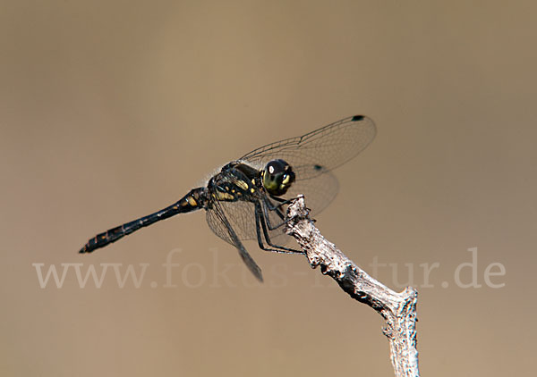 Schwarze Heidelibelle (Sympetrum danae)