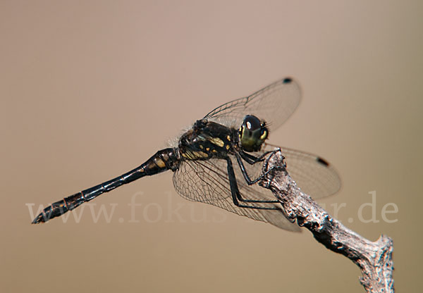 Schwarze Heidelibelle (Sympetrum danae)