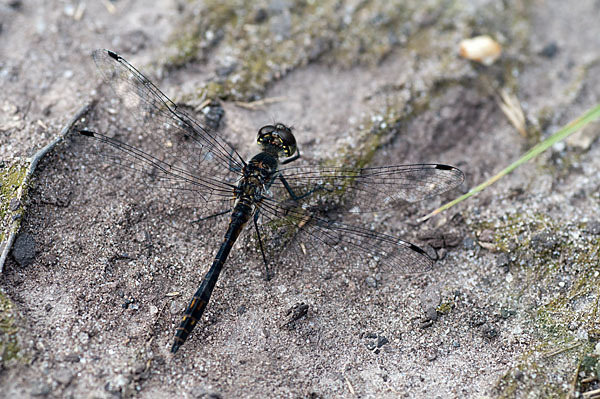 Schwarze Heidelibelle (Sympetrum danae)