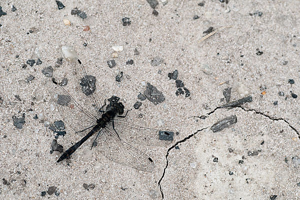 Schwarze Heidelibelle (Sympetrum danae)