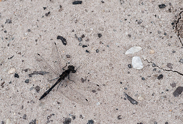 Schwarze Heidelibelle (Sympetrum danae)