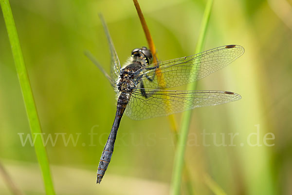 Schwarze Heidelibelle (Sympetrum danae)