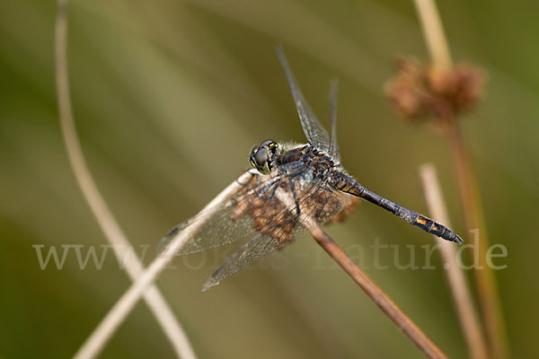 Schwarze Heidelibelle (Sympetrum danae)