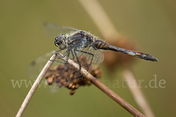 Schwarze Heidelibelle (Sympetrum danae)