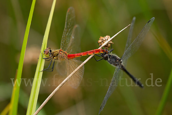 Schwarze Heidelibelle (Sympetrum danae)