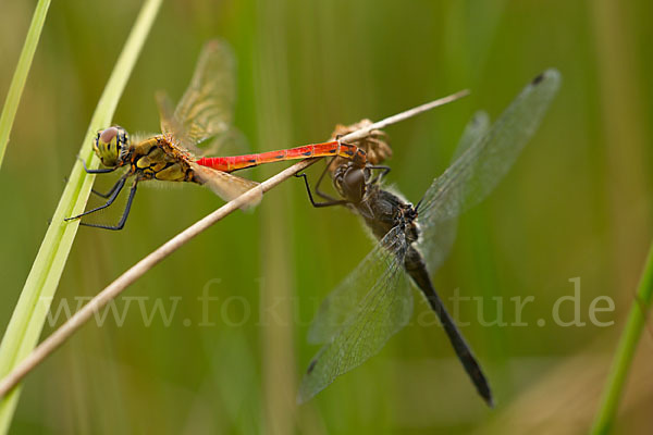 Schwarze Heidelibelle (Sympetrum danae)