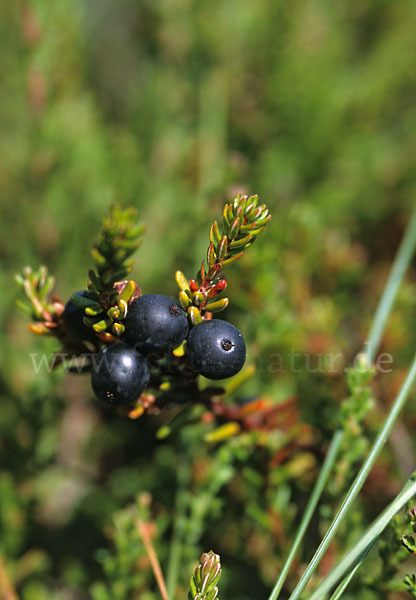 Schwarze Krähenbeere (Empetrum nigrum)