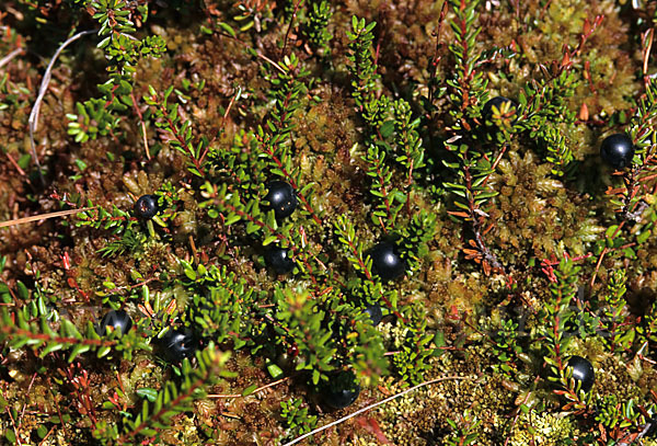 Schwarze Krähenbeere (Empetrum nigrum)