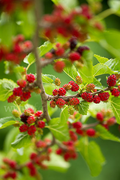 Schwarze Maulbeere (Morus nigra)