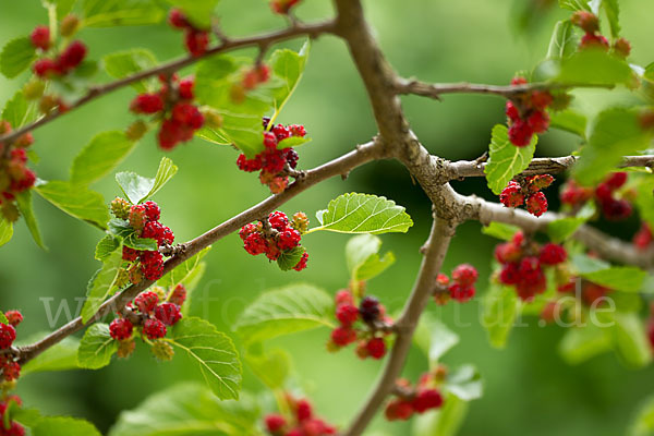 Schwarze Maulbeere (Morus nigra)