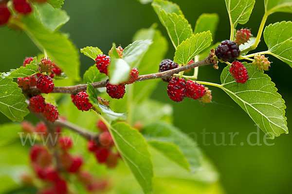 Schwarze Maulbeere (Morus nigra)