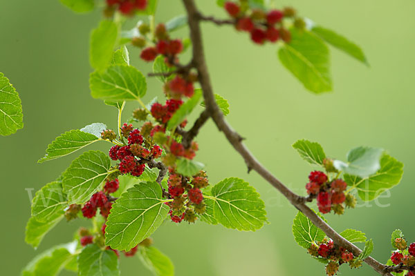 Schwarze Maulbeere (Morus nigra)