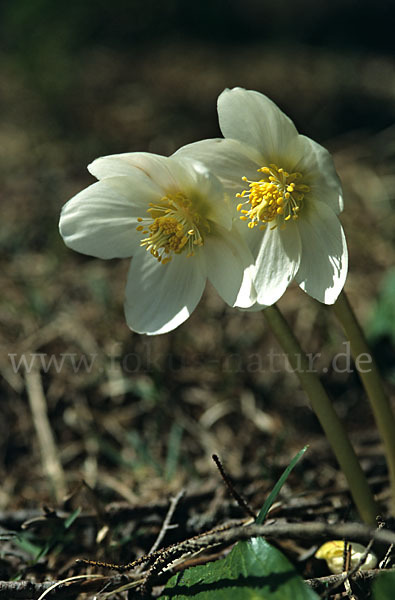 Schwarze Nieswurz (Helleborus niger)